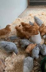 Cochin kriel kuikens hanen, Dieren en Toebehoren, Mannelijk, Kip