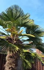 Winterharde trachycarpus palmboom., Tuin en Terras, Planten | Bomen, Volle zon, Ophalen, Palmboom