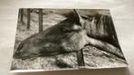 D J Baggaar echte foto van een paard 9x13 cm, Ophalen of Verzenden, Zo goed als nieuw