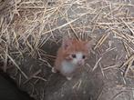 Jonge kittens, Dieren en Toebehoren