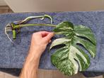 Monstera Albo Variegata Stek met Uitlopers, Tuin en Terras, Planten | Tuinplanten, Vaste plant, Ophalen of Verzenden, Bloeit niet