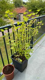 Ribes rubrum, Ophalen, Overige soorten, 100 tot 250 cm