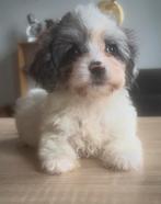 Toy cavapoo teefjes, Dieren en Toebehoren, Overige rassen, CDV (hondenziekte), 8 tot 15 weken, Teef