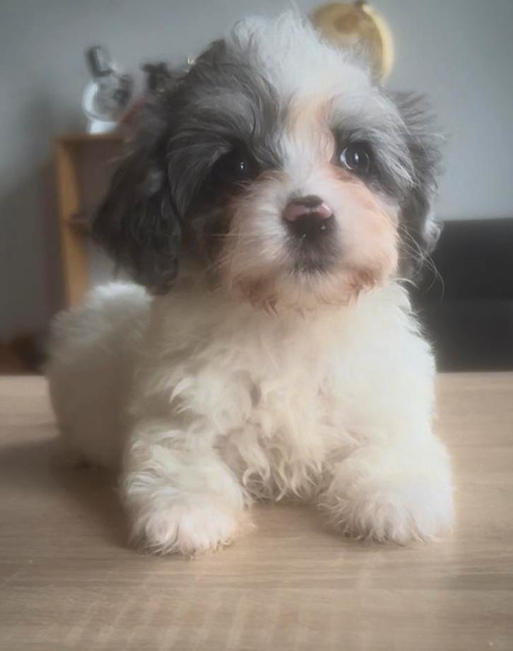 Toy cavapoo teefje, Dieren en Toebehoren, Honden | Retrievers, Spaniëls en Waterhonden, Teef, Overige rassen, Particulier, Meerdere