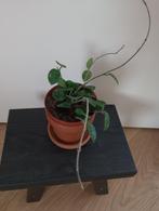 Hoya Mathilde, Ophalen, Overige soorten, Halfschaduw, Minder dan 100 cm