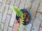 Varen, Tuin en Terras, Planten | Tuinplanten, Ophalen, Volle zon, Groenteplanten, Eenjarig