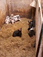 Micro gottinger biggetjes, Dieren en Toebehoren, Meerdere dieren, Varken