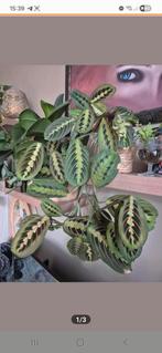 Mooie Maranta Fascinator Tricolore stekken, Huis en Inrichting, Kamerplanten, Ophalen of Verzenden, Halfschaduw, Minder dan 100 cm