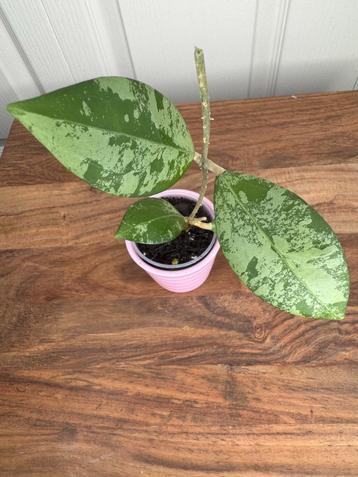 Hoya erythrostemma splash beschikbaar voor biedingen