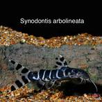 Synodontis Arbilineata, Dieren en Toebehoren, Vissen | Aquariumvissen
