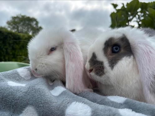 Nog 1 prachtig & vooral lief koppeltje Franse Hangoren, Dieren en Toebehoren, Konijnen, Groot, Meerdere dieren, 0 tot 2 jaar, Hangoor