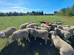 Mooi swifter stamboek dekrammen, rammen, Mannelijk, Schaap, 0 tot 2 jaar