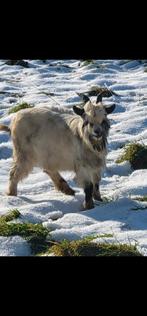 3 landgeiten bokken, Dieren en Toebehoren, Schapen, Geiten en Varkens, Mannelijk, Schaap