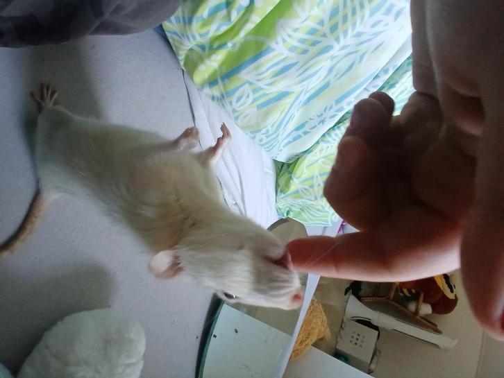 Ongelovelijk lieve,tamme ratjes, Dieren en Toebehoren, Knaagdieren, Mannelijk, Rat, December, Tam