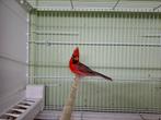 Koppel rode kardinalen, Dieren en Toebehoren, Vogels | Overige Vogels, Meerdere dieren, Geringd