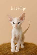 oosterse korthaar kittens met stamboom mogen verhuizen, Dieren en Toebehoren, Meerdere dieren, Gechipt