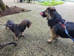 Vakantieopvang honden Sassenheim, Diensten en Vakmensen, Dieren | Honden | Verzorging, Oppas en Les, Pension of Dagopvang