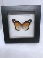 vlinder Danaus Chrisippus, Ophalen of Verzenden, Nieuw, Overige soorten, Opgezet dier