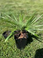 Trachycarpus princeps x fortunei, Ophalen of Verzenden, Lente, Minder dan 100 cm, Palmboom