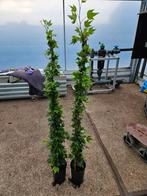 hedera green ripple bossig mooi groen, Tuin en Terras, Planten | Bomen, Ophalen of Verzenden, Bloeit niet, Overige soorten, 100 tot 250 cm