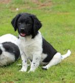 Te koop prachtige Friese stabij puppy's, Dieren en Toebehoren, Honden | Retrievers, Spaniëls en Waterhonden, Overige rassen, 8 tot 15 weken