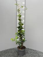 Toscaanse jasmijn 100-125cm, Tuin en Terras, Ophalen, Overige soorten, 100 tot 250 cm