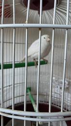 Witte Kanarie man uit 2025, Dieren en Toebehoren, Mannelijk