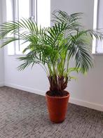 Palm in keramische pot, Tuin en Terras, Bloempotten, Nieuw, 25 tot 40 cm, Binnen, Rond