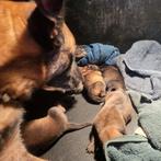 Mechelse herder pups geboren 21 augustus, 8 tot 15 weken, Meerdere, Meerdere dieren, Herder