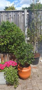 Ilex ( hulst ), Ophalen, In pot, Halfschaduw, Overige soorten