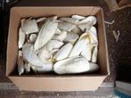sepiabrokken, sepia brokken, sepia, cuttlebone, Dieren en Toebehoren, Ophalen of Verzenden, Nieuw