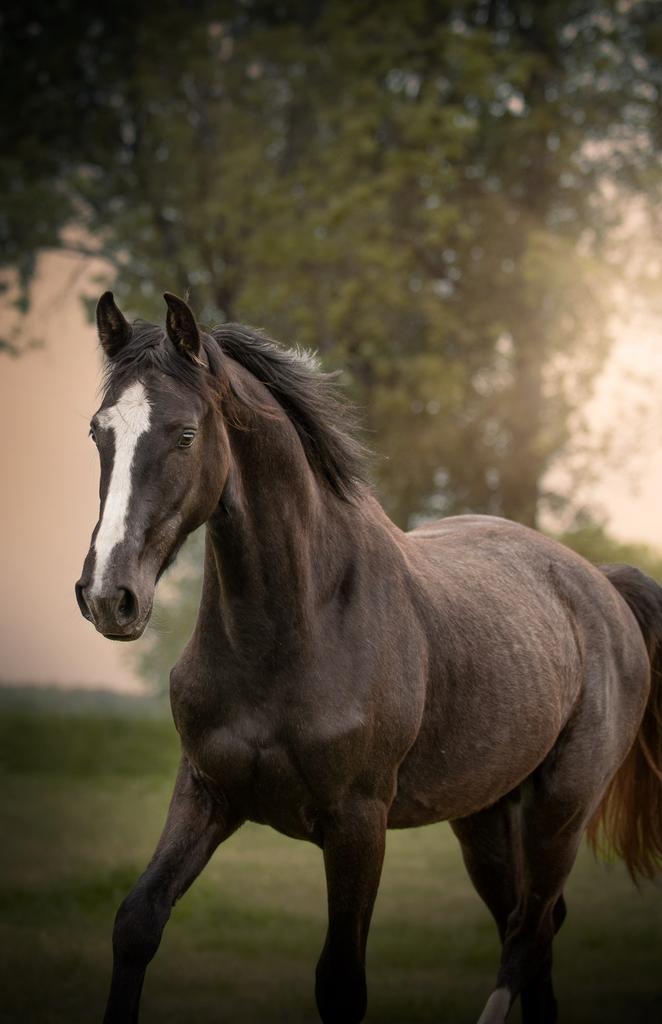 Weide maatje/ coachingspaard aangeboden, Dieren en Toebehoren, Paarden, Ruin, Recreatiepaard
