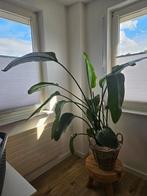 Strelitzia Nicolai - 180cm, Ophalen, Overige soorten, 150 tot 200 cm