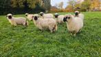Drachtige Walliser Schwarznase ooien en onverwante ram, Vrouwelijk, Schaap