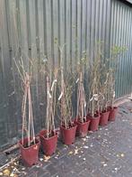 7 x rozen struik! 130cm nu €10,- pst verschillende soorten, Tuin en Terras, Planten | Tuinplanten, Vaste plant, Ophalen of Verzenden