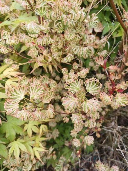 Japanse Esdoorns en andere soorten pré bonsai en tuinbonsai, Tuin en Terras, Planten | Tuinplanten, Vaste plant, Overige soorten