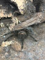 Tliltocatl Vagans volwassen vrouw, Dieren en Toebehoren, Insecten en Spinnen