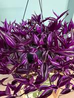 Tradescantia ‘ Pink Paradise’, Huis en Inrichting, Kamerplanten, Ophalen of Verzenden, Overige soorten, Minder dan 100 cm