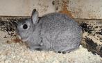 Kleurdwerg chinchilla rammetje, Dieren en Toebehoren, Konijnen, Mannelijk, Dwerg, 0 tot 2 jaar