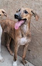 Melody verblijft in Cyprus, Particulier, Rabiës (hondsdolheid), 15 weken tot 1 jaar, Buitenland