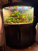 Juwel hoekaqarium compleet, Dieren en Toebehoren, Ophalen, Gebruikt, Gevuld zoetwateraquarium