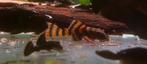L397 red tiger pleco jonkies te koop (beperkt beschikbaar), Dieren en Toebehoren, Vis