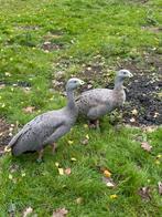 Koppel Cereopsis hoenderganzen, Dieren en Toebehoren, Pluimvee, Meerdere dieren, Gans of Zwaan