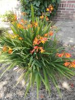 Grote bos vaste planten 7.50 crocosmia, Ophalen, Zomer, Overige soorten, Halfschaduw