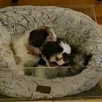 Shih Tzu 3 teefjes, diverse kleuren , 1 Merle, Overige rassen, 8 tot 15 weken, Teef, CDV (hondenziekte)
