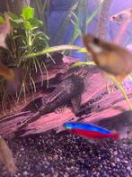 Algeneter ongeveer 12cm, Dieren en Toebehoren, Zoetwatervis