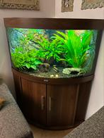 Juwel aquarium 190 Liter hoekaquarium, Ophalen, Gebruikt, Gevuld zoetwateraquarium