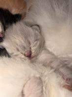 Ragdoll x Britse langhaar Poesje te koop!, Dieren en Toebehoren, Katten en Kittens | Raskatten | Langhaar, Meerdere dieren, Gechipt