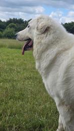 Verhaart uw hond ook zo?, Ophalen