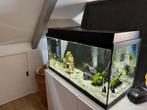 Aquarium 80 Liter, Ophalen, Zo goed als nieuw, Gevuld zoetwateraquarium